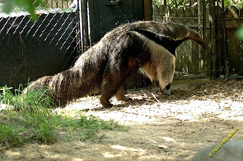 20100606_Bham_Zoo_058.jpg 458.7 KB