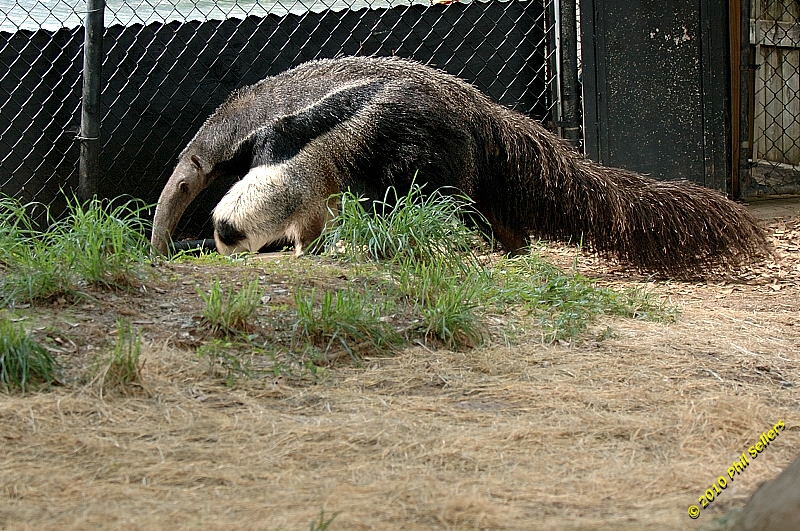 20100606_Bham_Zoo_061.jpg 453.9 KB