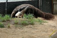 tn_20100606_Bham_Zoo_061.jpg 9.8 KB