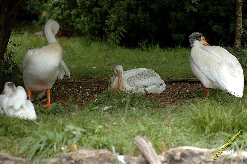 20100606_Bham_Zoo_006.jpg 293.3 KB