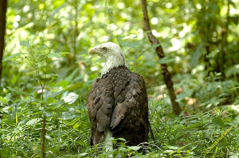 20100606_Bham_Zoo_014.jpg 364.4 KB