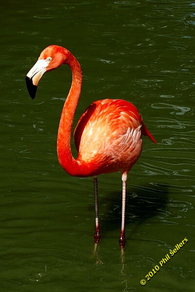 20100606_Bham_Zoo_072.jpg 137 KB