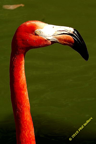 20100606_Bham_Zoo_074.jpg 109.8 KB