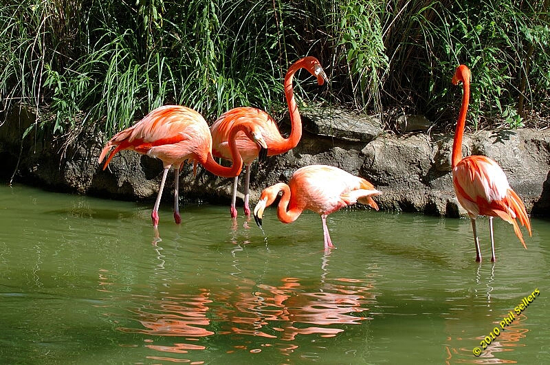 20100606_Bham_Zoo_076.jpg 476.1 KB