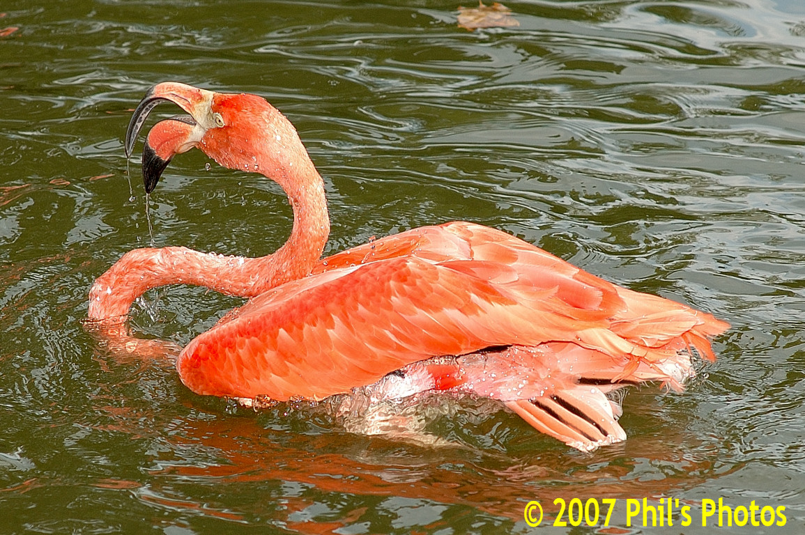 bhamzoo_200609_24.jpg 440.5 KB