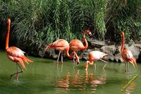 tn_20100606_Bham_Zoo_075.jpg 10.8 KB