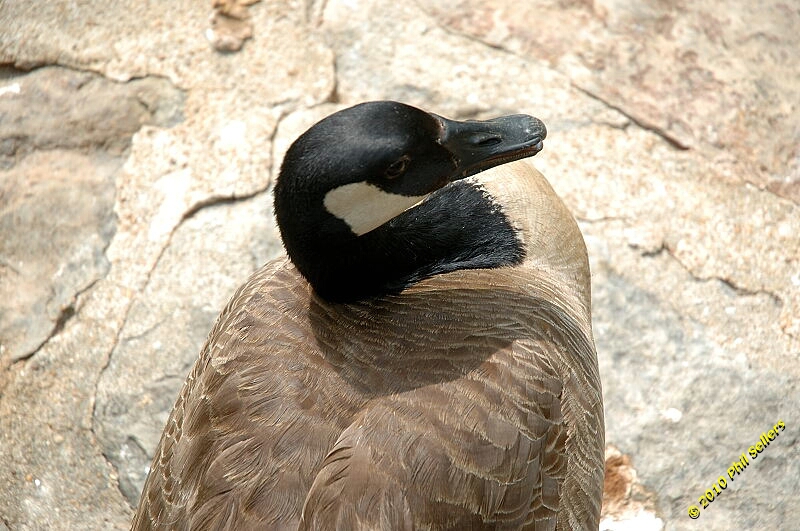 20100606_Bham_Zoo_055.jpg 311.8 KB