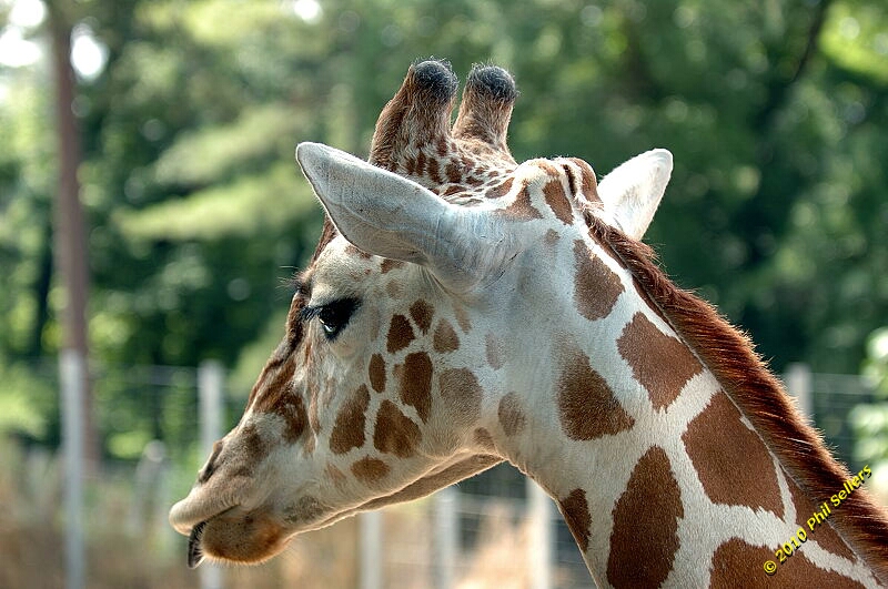 20100606_Bham_Zoo_041.jpg 293.2 KB