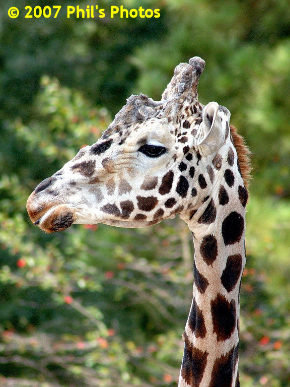 bhamzoo_200609_08.jpg 193.5 KB