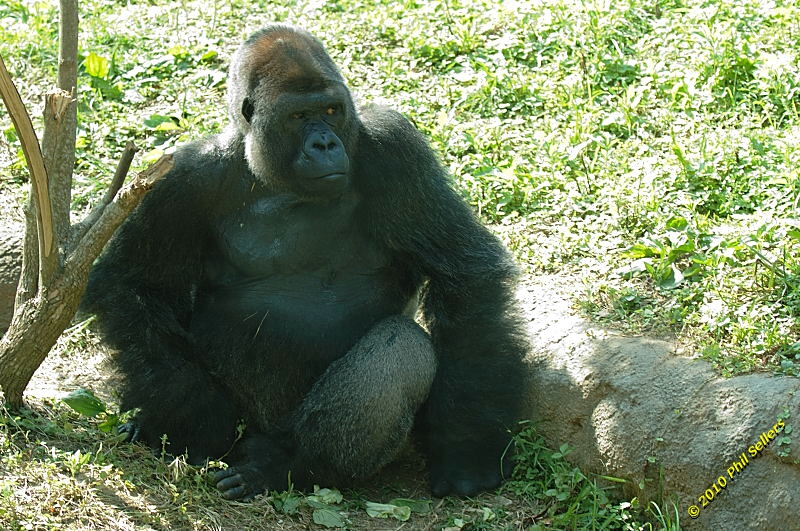 20100606_Bham_Zoo_063.jpg 440 KB