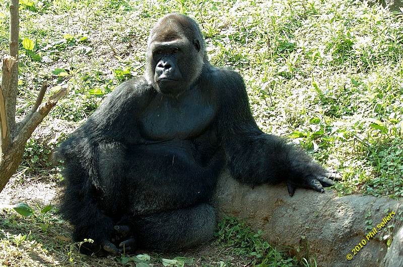 20100606_Bham_Zoo_065.jpg 514 KB