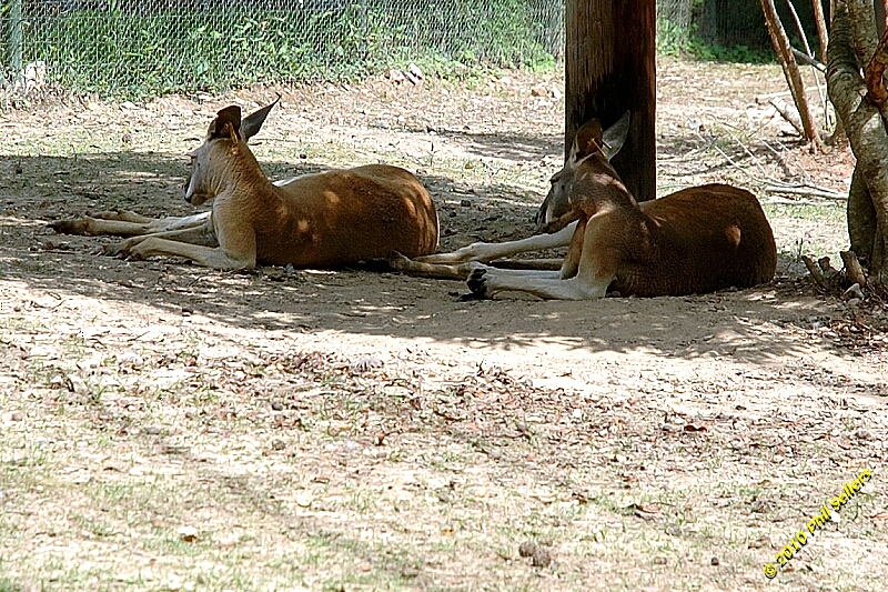 20100606_Bham_Zoo_054.jpg 520.3 KB