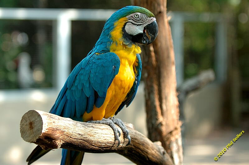 20100606_Bham_Zoo_090.jpg 248.8 KB