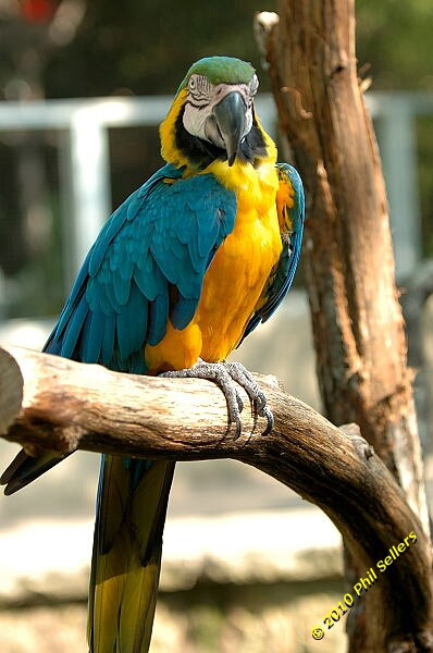 20100606_Bham_Zoo_092.jpg 167.8 KB