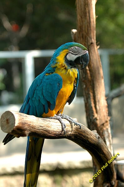 20100606_Bham_Zoo_093.jpg 154.4 KB