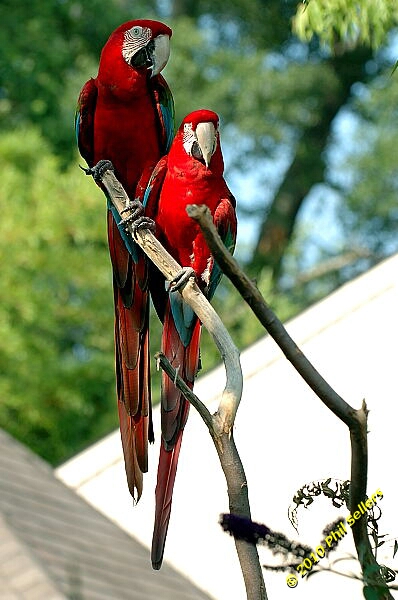 20100606_Bham_Zoo_097.jpg 166.9 KB
