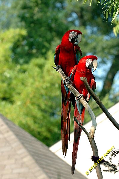 20100606_Bham_Zoo_098.jpg 168.1 KB