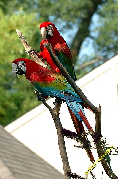 20100606_Bham_Zoo_100.jpg 170.3 KB