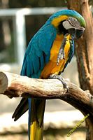 tn_20100606_Bham_Zoo_091.jpg 9.7 KB