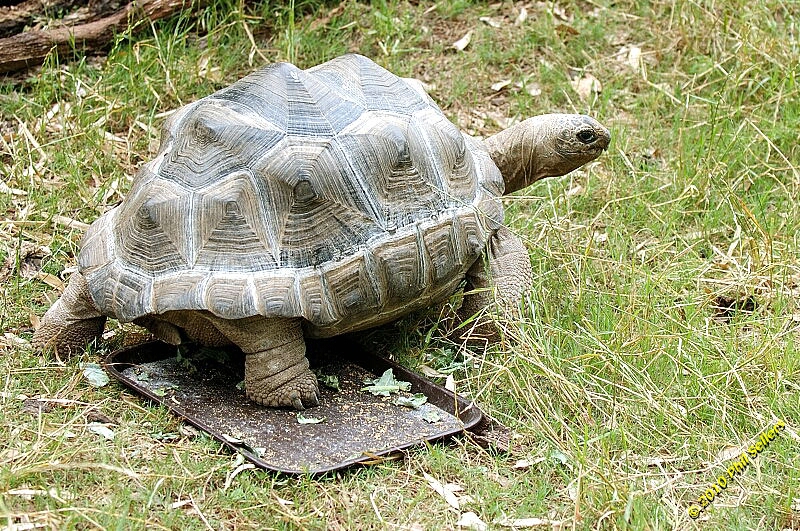 20100606_Bham_Zoo_046.jpg 581.1 KB