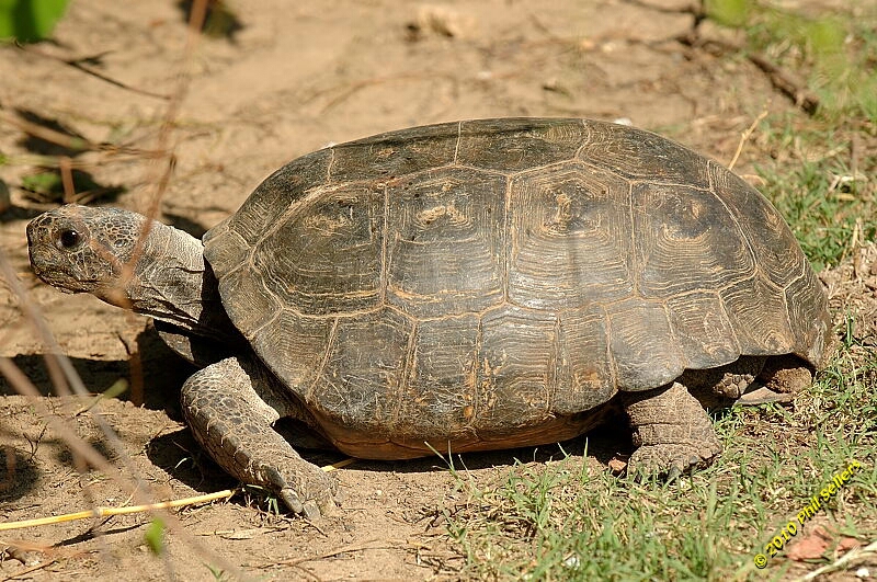 20100606_Bham_Zoo_089.jpg 436.4 KB