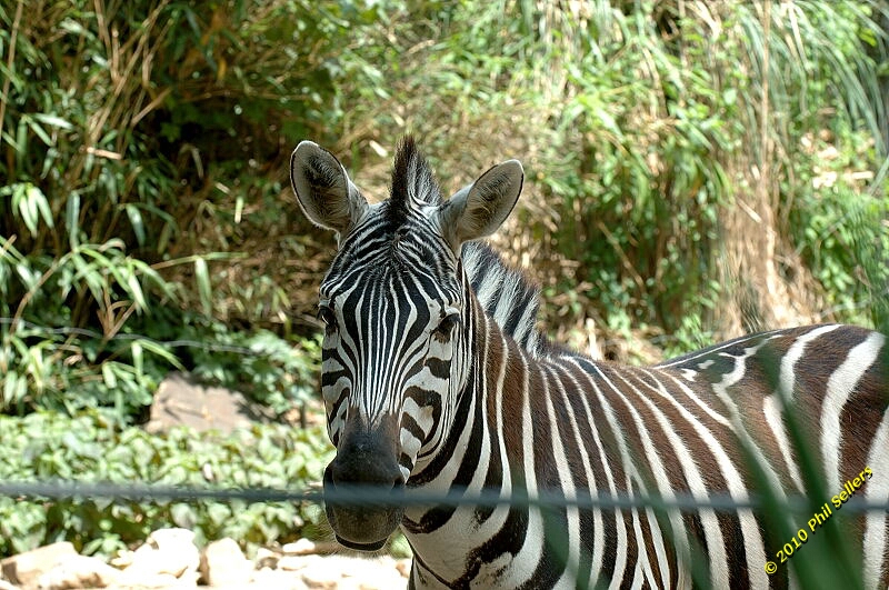 20100606_Bham_Zoo_016.jpg 379.8 KB