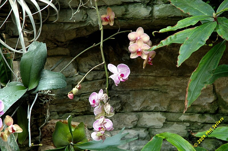 Opryland_Resort_06.jpg 350.4 KB