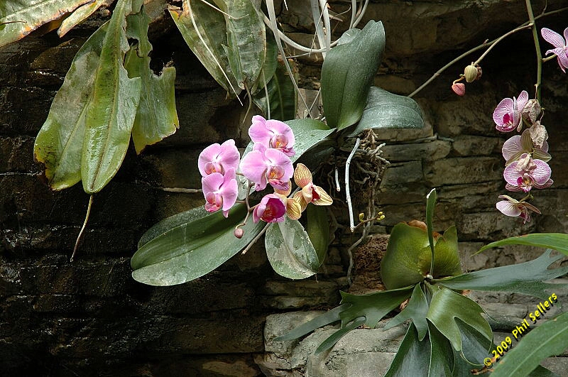 Opryland_Resort_07.jpg 374.3 KB