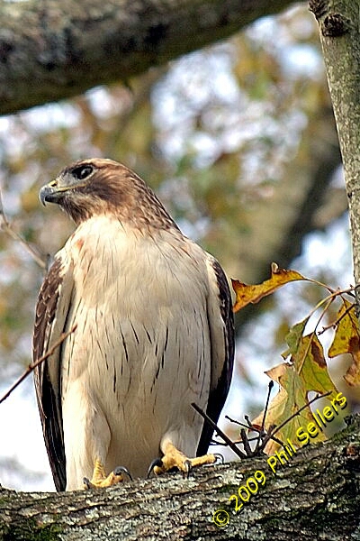 2009_Homewood_Hawk_02 (211K)