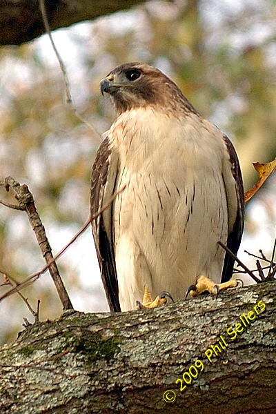 2009_Homewood_Hawk_05 (207K)