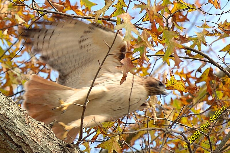 2009_Homewood_Hawk_18 (411K)