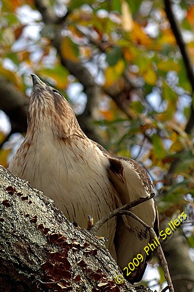 2009_Homewood_Hawk_22 (215K)