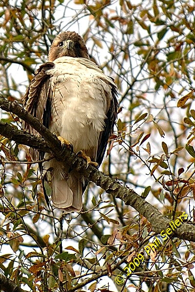 2009_Homewood_Hawk_25 (292K)