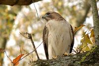 tn_2009_Homewood_Hawk_09 (10K)