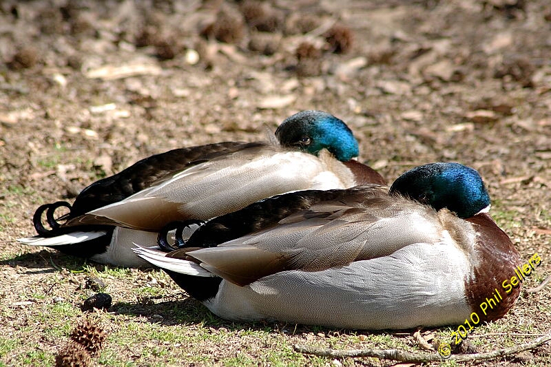 image_06.jpg 406.6 KB